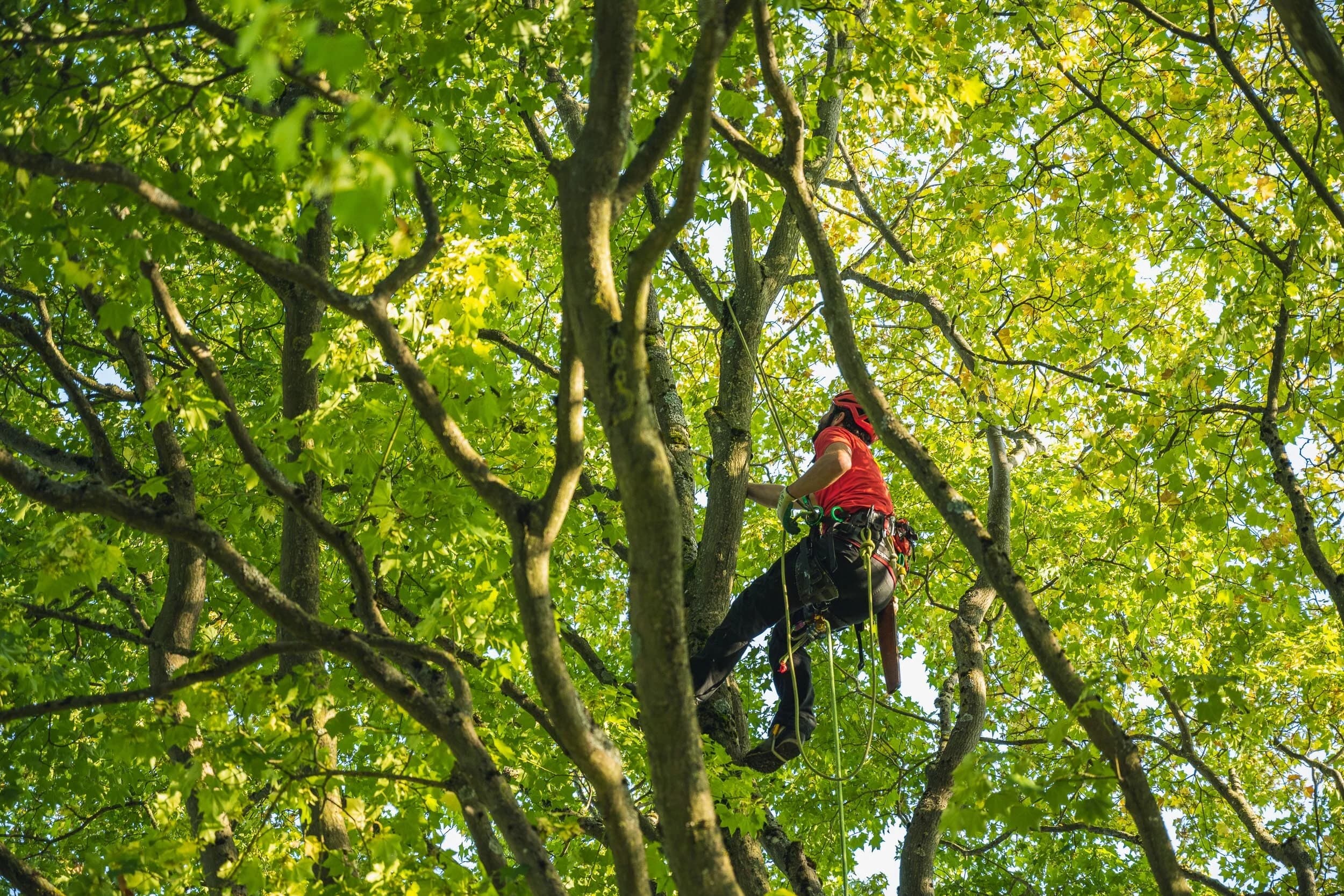 Baumpflege Impressionen